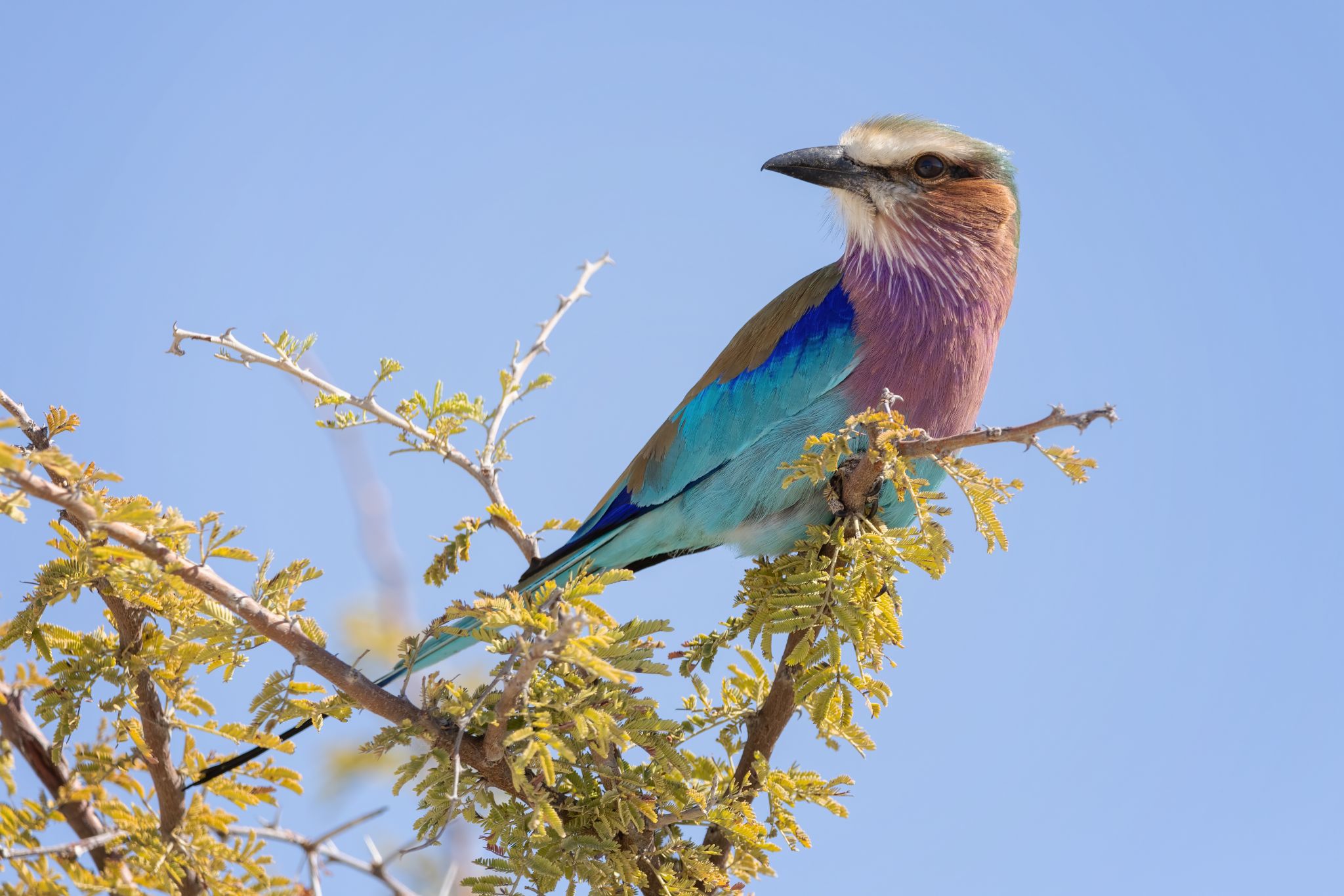 Lilac-Breasted Roller Bird